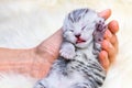 Sleeping newborn silver tabby cat in hand