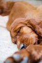 Sleeping newborn small puppy of irish setter