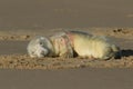 A sleeping newly born cute Grey Seal Pup, Halichoerus grypus, lying on the beach. Royalty Free Stock Photo