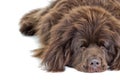 Sleeping Newfoundland terrier Royalty Free Stock Photo