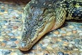 Sleeping Nile crocodile or Crocodylus niloticus Royalty Free Stock Photo