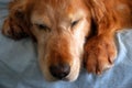 Sleeping Old Dog Royalty Free Stock Photo