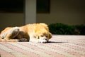 Sleeping old dog Royalty Free Stock Photo