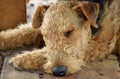 Sleeping old dog Royalty Free Stock Photo