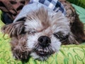 Sleeping old dog face Royalty Free Stock Photo