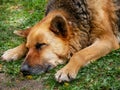 Sleeping old, 13 year german shepherd portrait shot Royalty Free Stock Photo