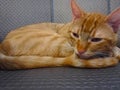 Sleeping Orange cat on leather chair