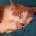 Sleeping Orange Cat