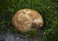 Sleeping orange cat