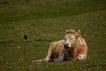 a sleeping orange hairy cattle with fluffy furs