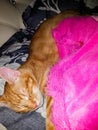 Sleeping Orange male cat with Pink paws