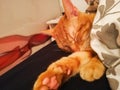 Sleeping Orange male cat with Pink paws