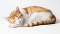 A sleeping orange and white tabby cat rests on a plain white background Royalty Free Stock Photo