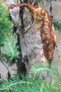 Sleeping Oriental Bay Owl