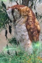 Sleeping Oriental Bay Owl