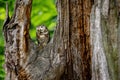 Sleeping owl. Boreal owl, Aegolius funereus.