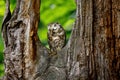 Sleeping owl. Boreal owl, Aegolius funereus. Royalty Free Stock Photo