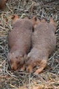 Sleeping Pair of Black Tailed Prairie Dogs Resting Royalty Free Stock Photo