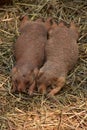 Sleeping Pair of Prairie Dogs Snuggling Together Royalty Free Stock Photo