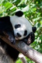 Sleeping panda Royalty Free Stock Photo