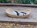 Sleeping panda babies in a basket