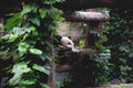 Sleeping panda bear between green leaves