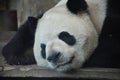 A sleeping panda in Chengdu zoo