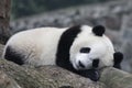 Sleeping Panda Cub on the Wood Structure