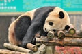 sleeping Panda