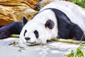 Sleeping panda in its natural habitat.