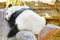 Sleeping panda in its natural habitat.
