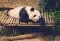 Sleeping panda in its natural habitat. Royalty Free Stock Photo