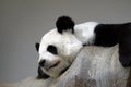 Sleeping panda on the rock Royalty Free Stock Photo