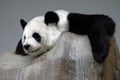 Sleeping panda on the rock Royalty Free Stock Photo