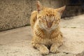 Sleeping, Peaceful, Orange Feral TNR Tabby Cat Royalty Free Stock Photo