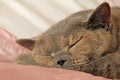 Sleeping pedigree cat on bed