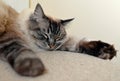 SLEEPING PEDIGREE RAGDOLL Royalty Free Stock Photo