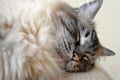 SLEEPING PEDIGREE RAGDOLL Royalty Free Stock Photo