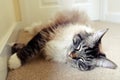 SLEEPING PEDIGREE RAGDOLL Royalty Free Stock Photo