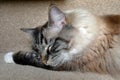 SLEEPING PEDIGREE RAGDOLL Royalty Free Stock Photo