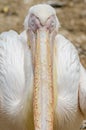 Sleeping Pelican Royalty Free Stock Photo