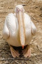 Sleeping Pelican Royalty Free Stock Photo