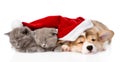 Sleeping Pembroke Welsh Corgi puppy dog with santa hat and two kitten. isolated on white