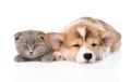 Sleeping Pembroke Welsh Corgi puppy and kitten. isolated on white