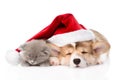 Sleeping Pembroke Welsh Corgi puppy and kitten with santa hat. isolated on white