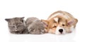 sleeping Pembroke Welsh Corgi puppy and two kittens. isolated on white