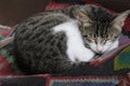 A sleeping pet cat Royalty Free Stock Photo
