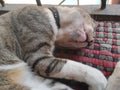 Sleeping pet cat in mat Royalty Free Stock Photo