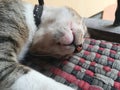 Sleeping pet cat in mat Royalty Free Stock Photo