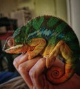 Sleeping pet chameleon Royalty Free Stock Photo